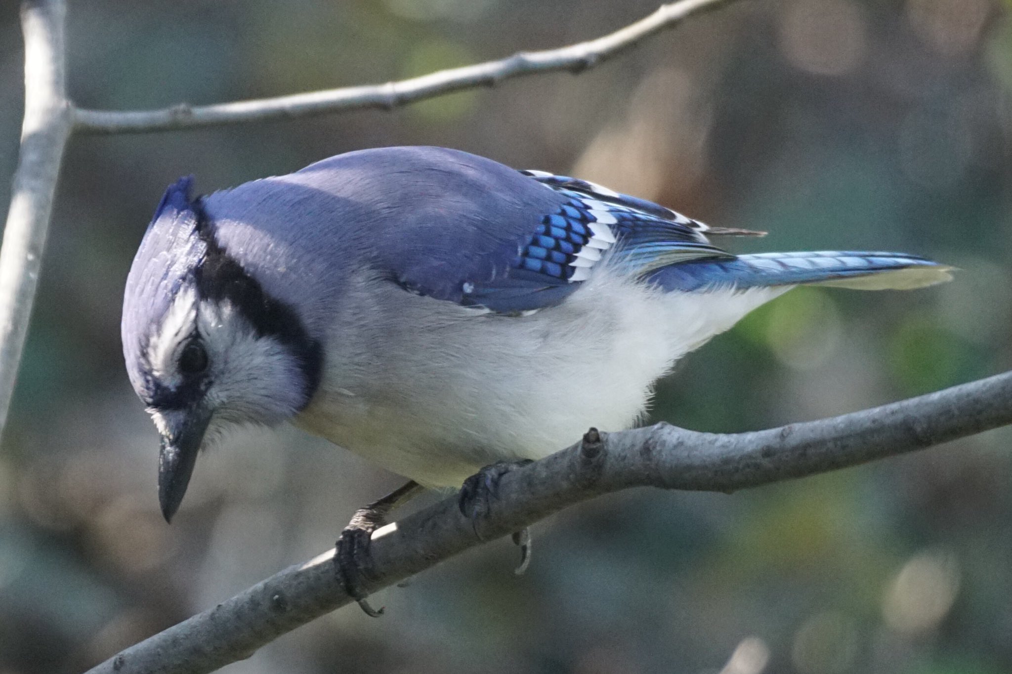 アカン 美しい鳥といえば やはりアオカケス トロントの球団がブルージェイズじゃなかったら アオカケスを見られてなかったら 鳥好きになってなかったかもしれない T Co E7zal7pigj Twitter