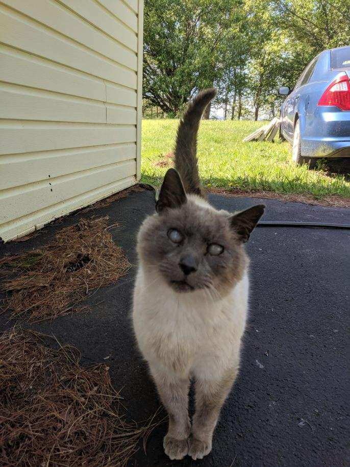 PeterAskin1's tweet photo. Just to say this one more time, the blind Siamese senior in #SmythCountyVA was adopted by a lovely lady in VA not too far from #SmythCountyVA Thank you for the many RT's & pledges! πΊππππ
https://t.co/TW2dvYFl8v https://t.co/BR3SigDAkQ