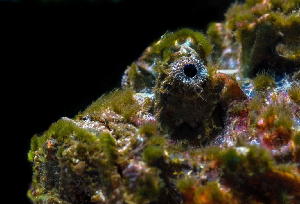 OceanWiseEdu's tweet photo. Now you sea me, now you don't! #LearnAtHome with our #WetLab biologist tomorrow at 11 AM PST and explore how some of our animals use #camouflage to survive in their environment 

https://t.co/0037uxtWXq https://t.co/3bXPzcNzSP