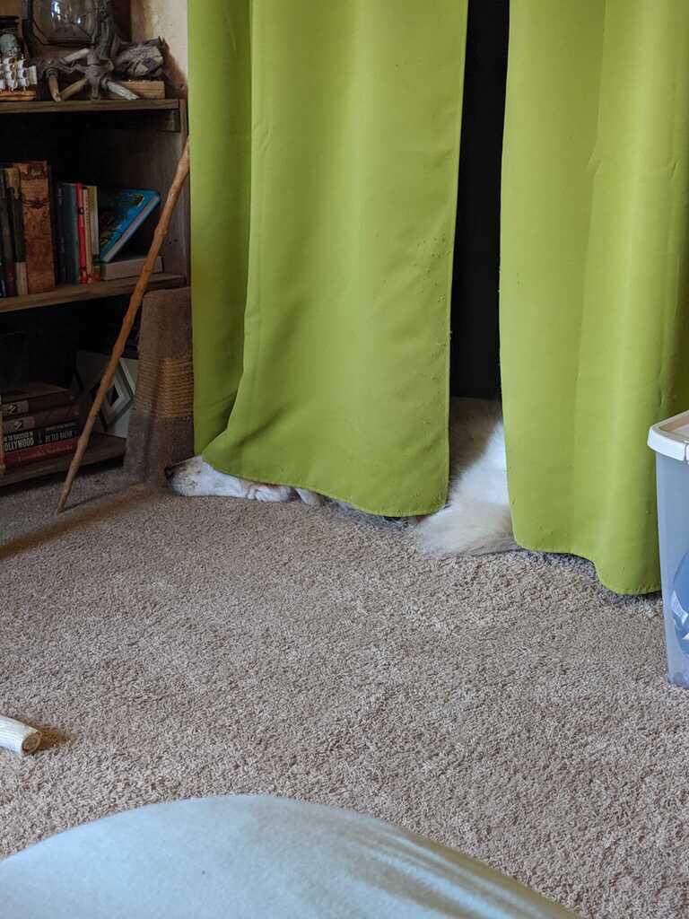 RTAnimDogs's tweet image. Sometimes Liam doesn’t want to get up in the morning @CaptainsLantern