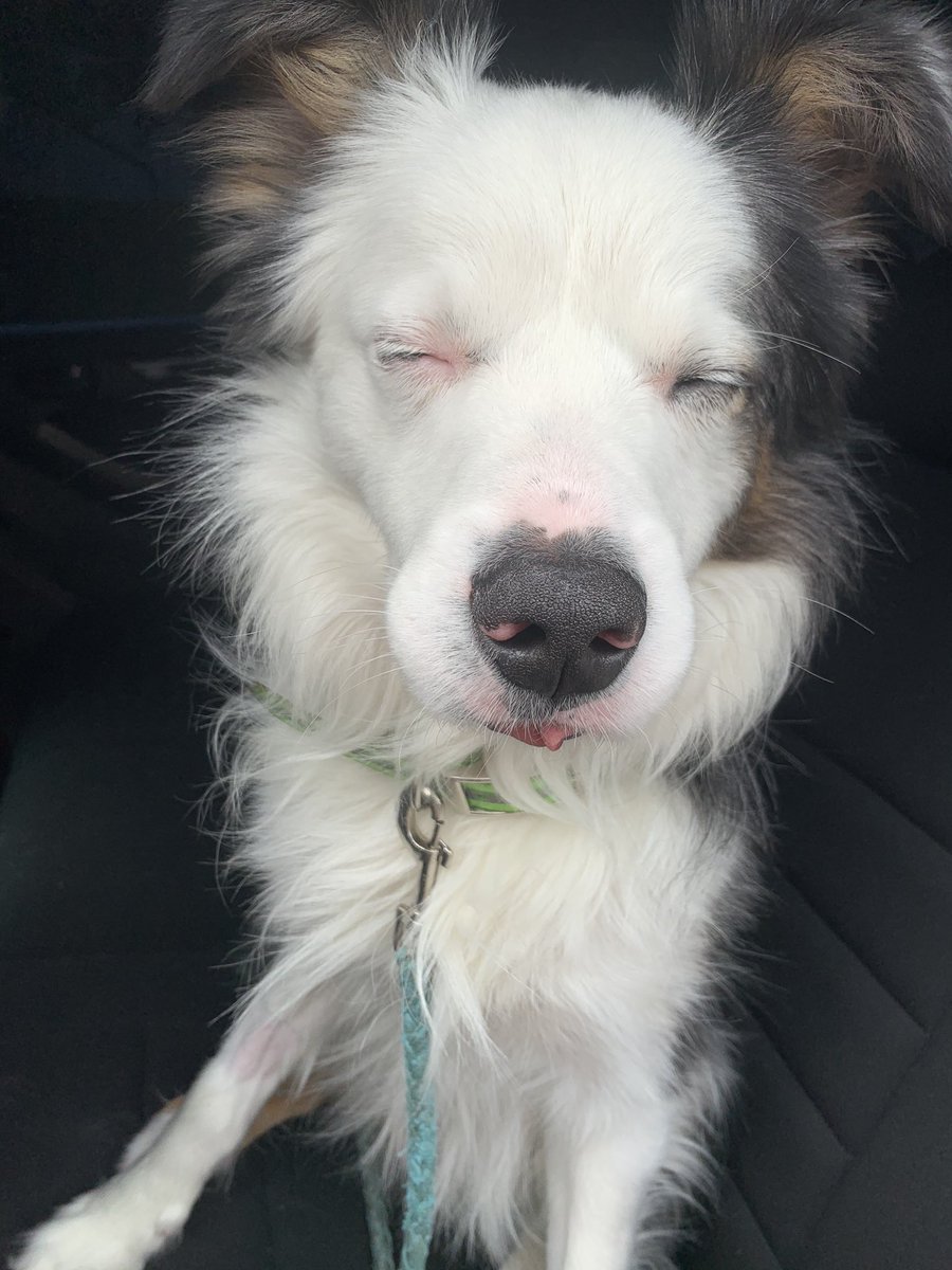 elizabethhhko's tweet photo. Maka post anesthesia 😭😂 https://t.co/JevU08PN2G