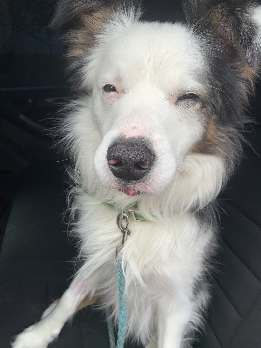 elizabethhhko's tweet photo. Maka post anesthesia 😭😂 https://t.co/JevU08PN2G
