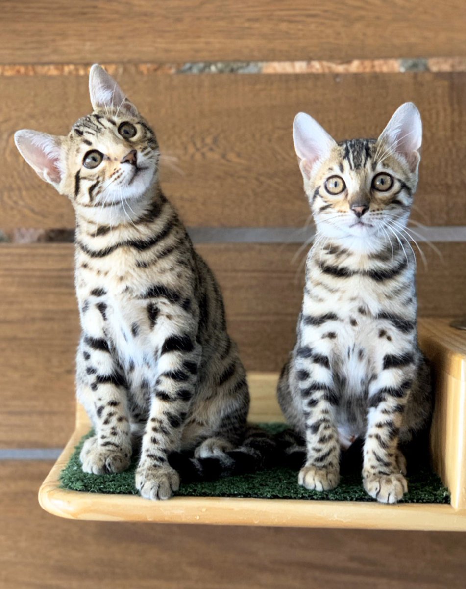 AbySaint's tweet photo. @catsofinstagram From @santobengal_cattery “My little leopards" 🐯🐯 #catsofinstagram #twitterweek https://t.co/rEocV22Ctd