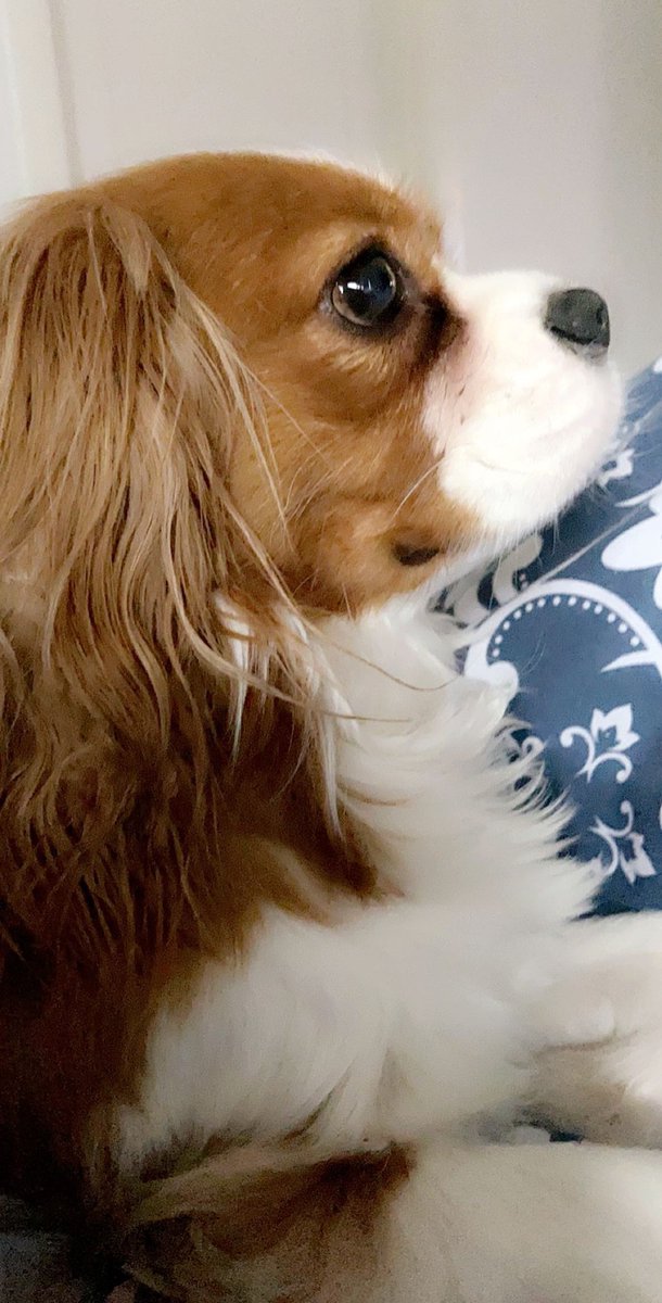 MaxiMoo's tweet photo. The same look, but different ... I did grow lots in only a few years!  🐾#puppy 🐾 #doggy 🐾 https://t.co/TNOAT22XhY