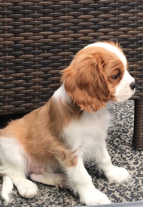 MaxiMoo's tweet photo. The same look, but different ... I did grow lots in only a few years!  🐾#puppy 🐾 #doggy 🐾 https://t.co/TNOAT22XhY