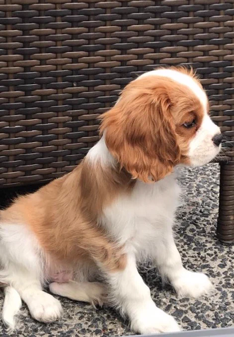Image from Maxi-Moo🐶🐾 (@MaxiMoo)