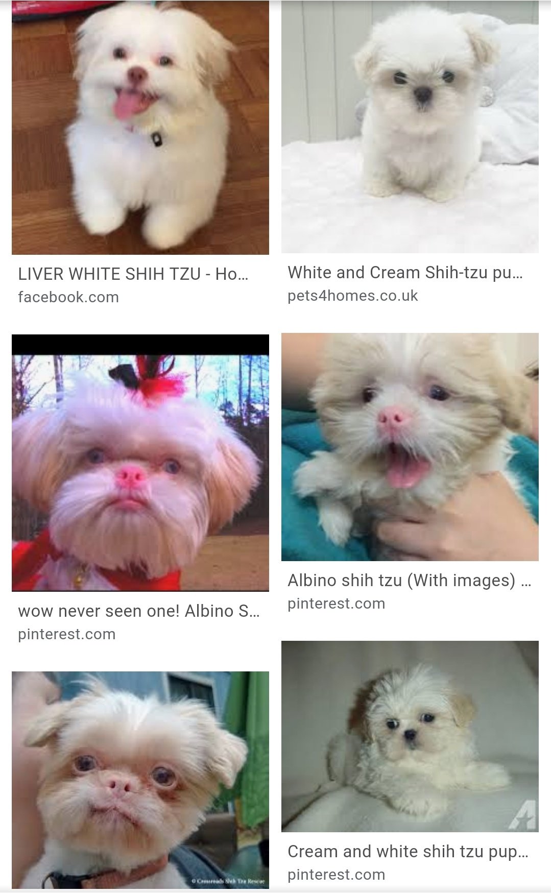 Ll ミッチ L 純白やアルビノのシーズーちゃん 居そうで殆どいないのね あれ真っ白だったら マルチーズやプードルを脅かす勢いで超人気犬になってたろうな T Co Etlz8vvwwe Twitter