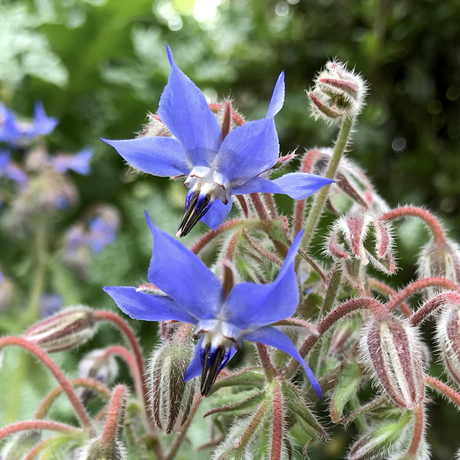 富山大学薬学部附属薬用植物園 ムラサキ科のボリジ ルリジサ がスターフラワーとも称される瑠璃色の花を咲かせています 花 は生食のほか砂糖漬けにして 美しい形状を活かしたスイーツの飾りに用います 薬用としては葉に胃液分泌促進作用が知られます