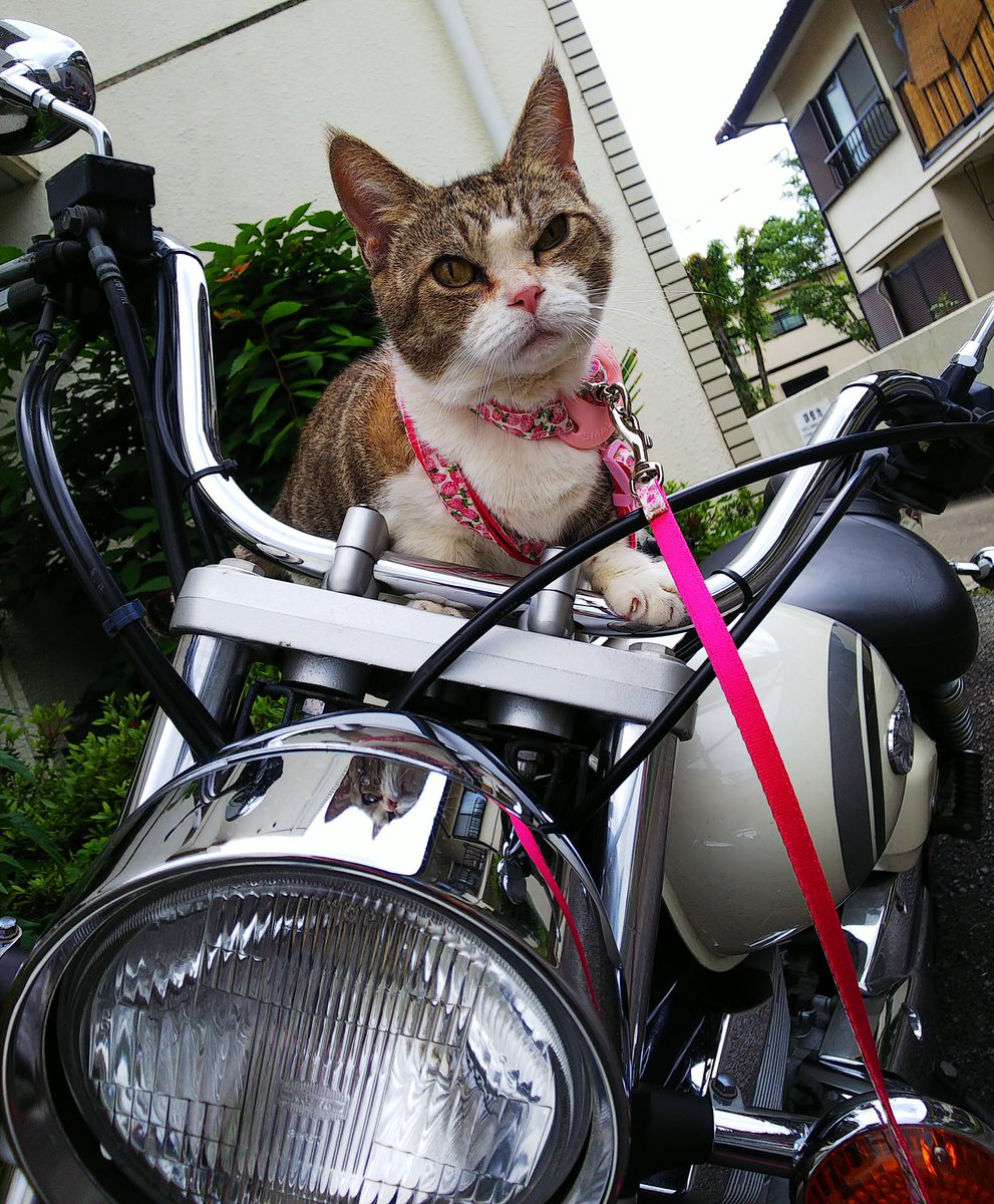 ダウンロード済み なめ猫 壁紙 Hd壁紙画像の最大のコレクション