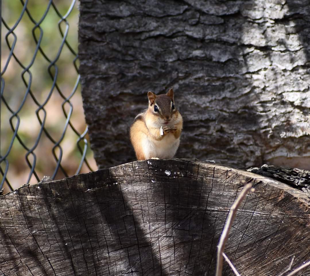 SportsChristina's tweet photo. Watched a squirrel and chipmunks too. #wildlife #wildlifephotography #lookatthosecheeks #optoutside https://t.co/gFtbfAl5NK