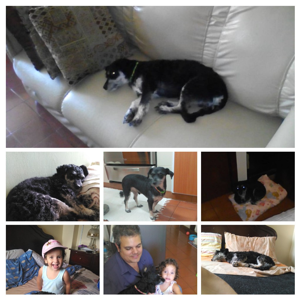lmartino76's tweet photo. Buen viaje Simón, te rescatamos de la calle, y nos acompañaste por 6 años que se hicieron demasiado cortos. https://t.co/0c7ahQ1Gcf