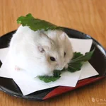 端午の節句に突如現る⁉その姿はまるで柏餅のハムスター‼