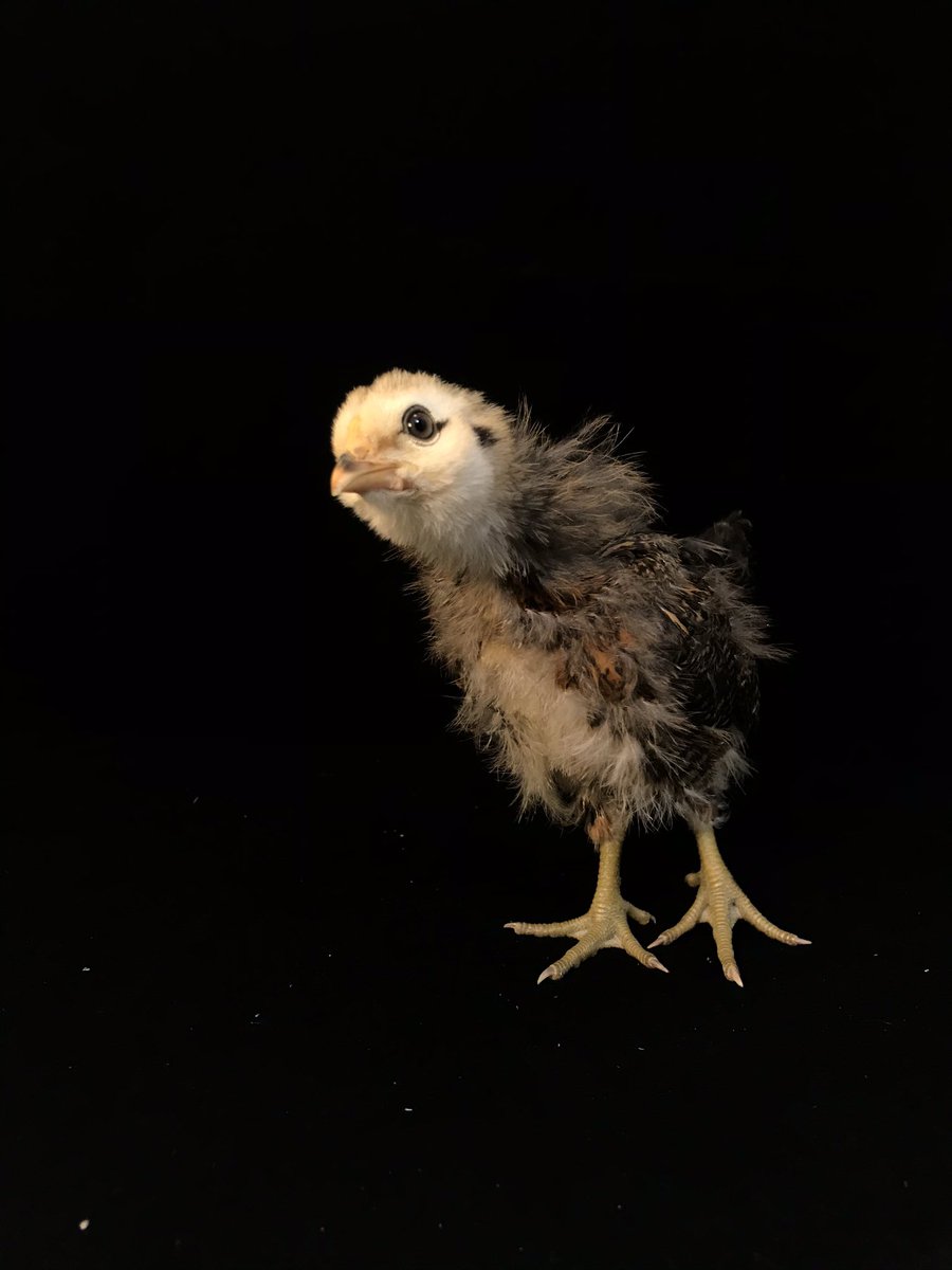 michaelarknapp's tweet photo. @wfaaizzy tonight on the news we saw that you have what looks like an easter egger chick!! is she in fact an easter egger? we have one too! this is Mabel! hoping for pretty blue eggs 🤞🏼 https://t.co/yMo0iixXVb