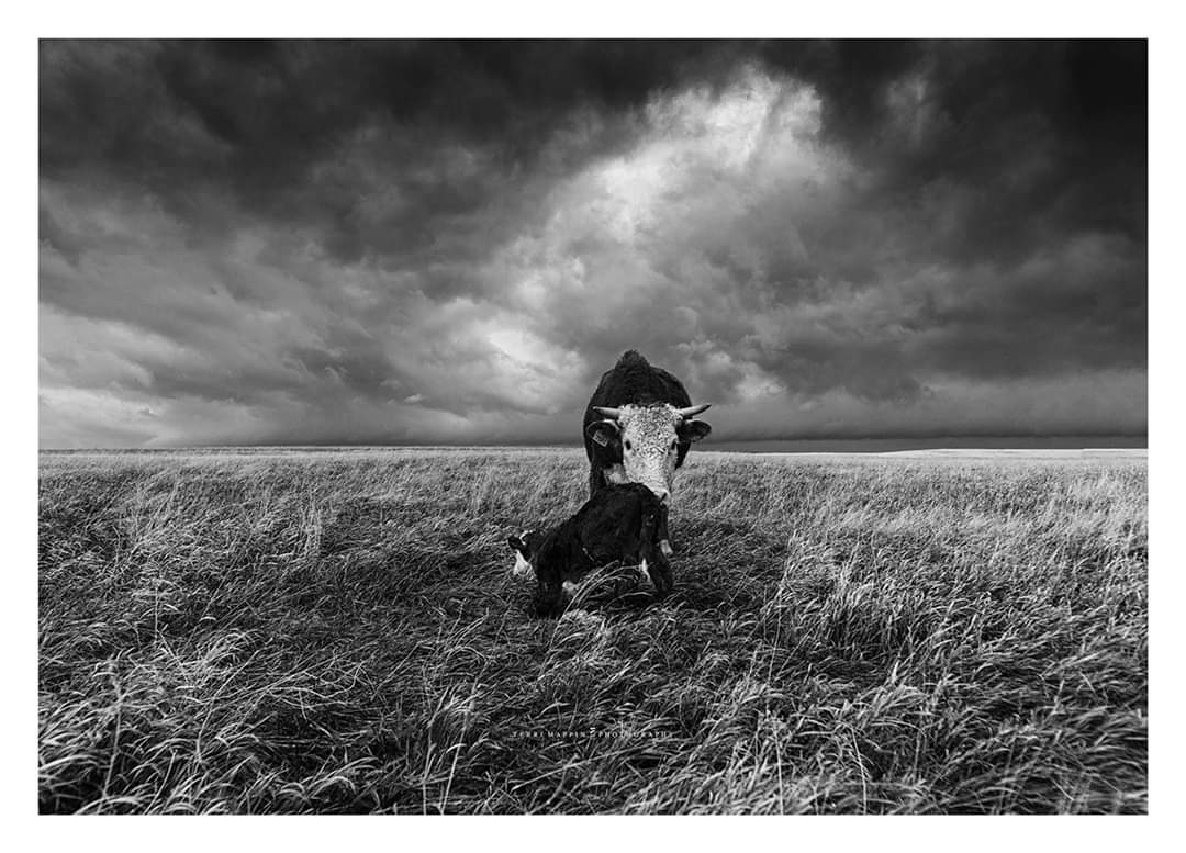 There will always be new life with each passing storm ... #blackandwhitephotography #landscapephotography #hornedherefordcow #calvingseason #calvingongrass #fresh