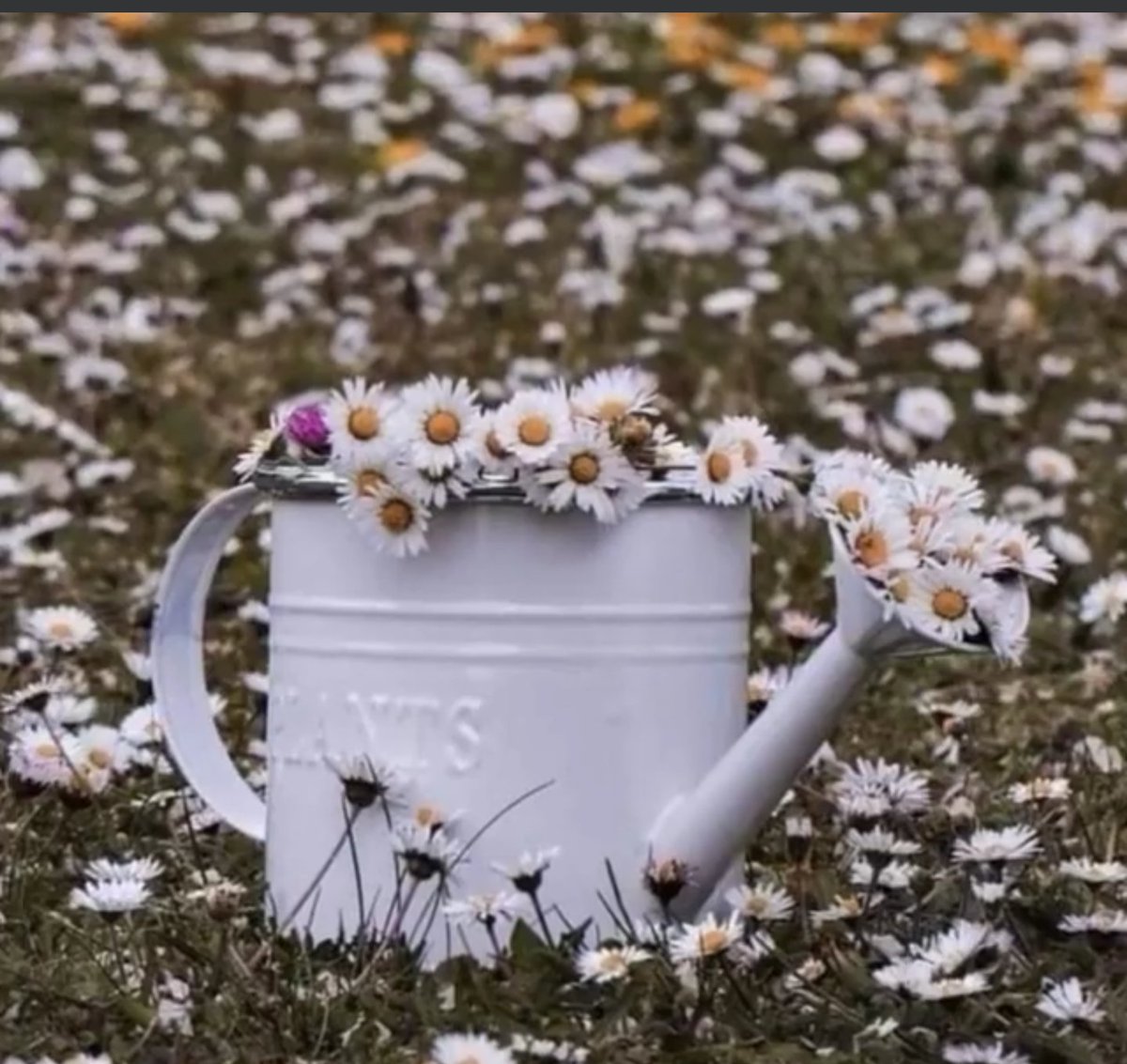 #salı Hiç bir Mal sisiz değil neyi bolusemiyorsunuz?
Hiç bir can sizin değil niye dogusuyossunuz?
#Mevlana 
Günaydın #Istanbul. #TURKIYEM...⭐🌙