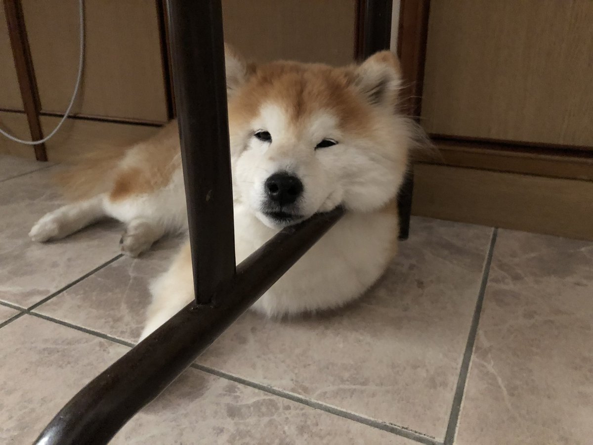 ShibaInuMaya's tweet photo. Settling in my grandpawrents home in Taipei https://t.co/hFTLCH1u2u