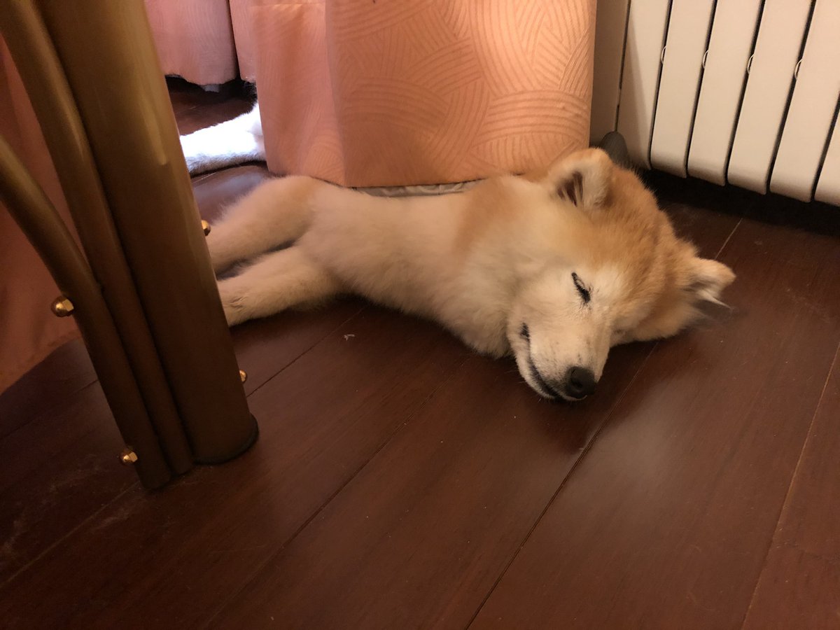 ShibaInuMaya's tweet photo. Settling in my grandpawrents home in Taipei https://t.co/hFTLCH1u2u
