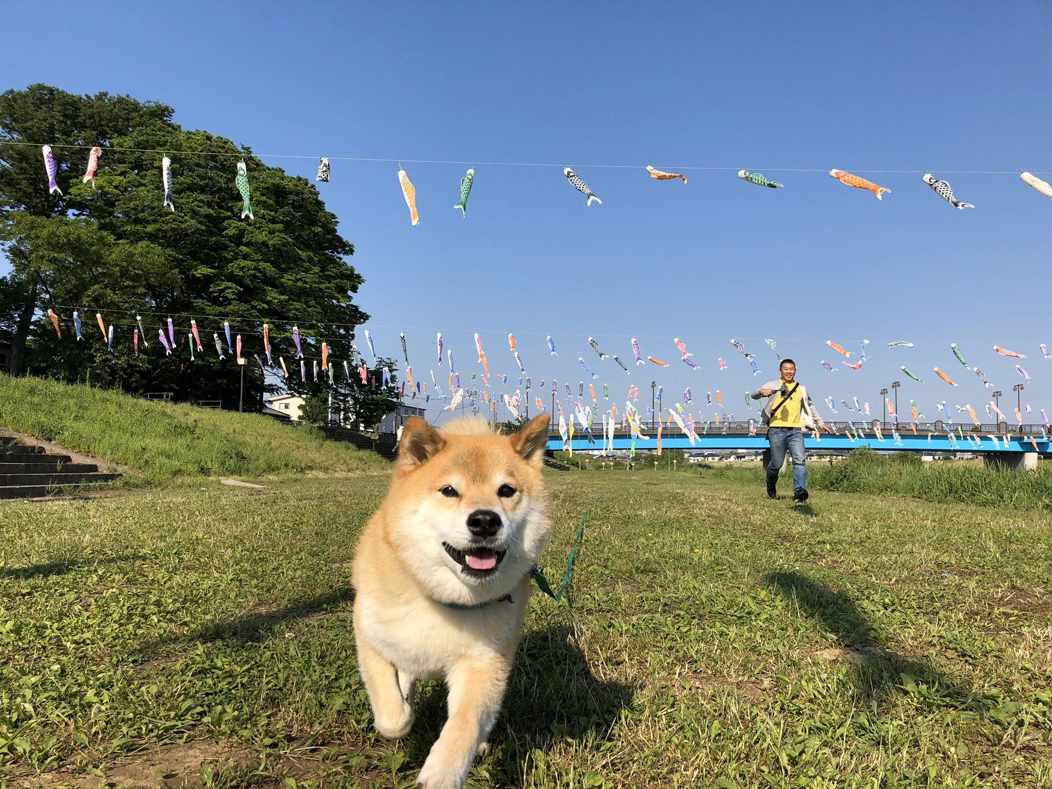 柴犬まる 走る柴犬と追いてかれてる付き人 T Co M2tkbdhjpl Twitter