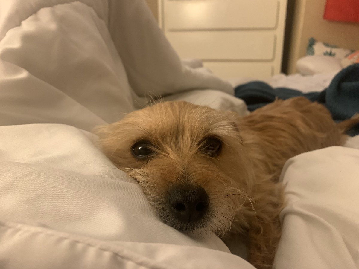 athenathechipoo's tweet photo. @channaroni 🐶 https://t.co/L7QLxKxxKx