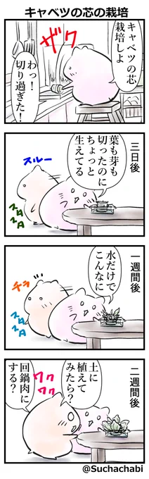 「キャベツの芯の栽培」
毎日19時更新9日目
#水耕栽培 #4コマ #イラスト王国 #うちで過ごそう #漫画が読めるハッシュタグ 