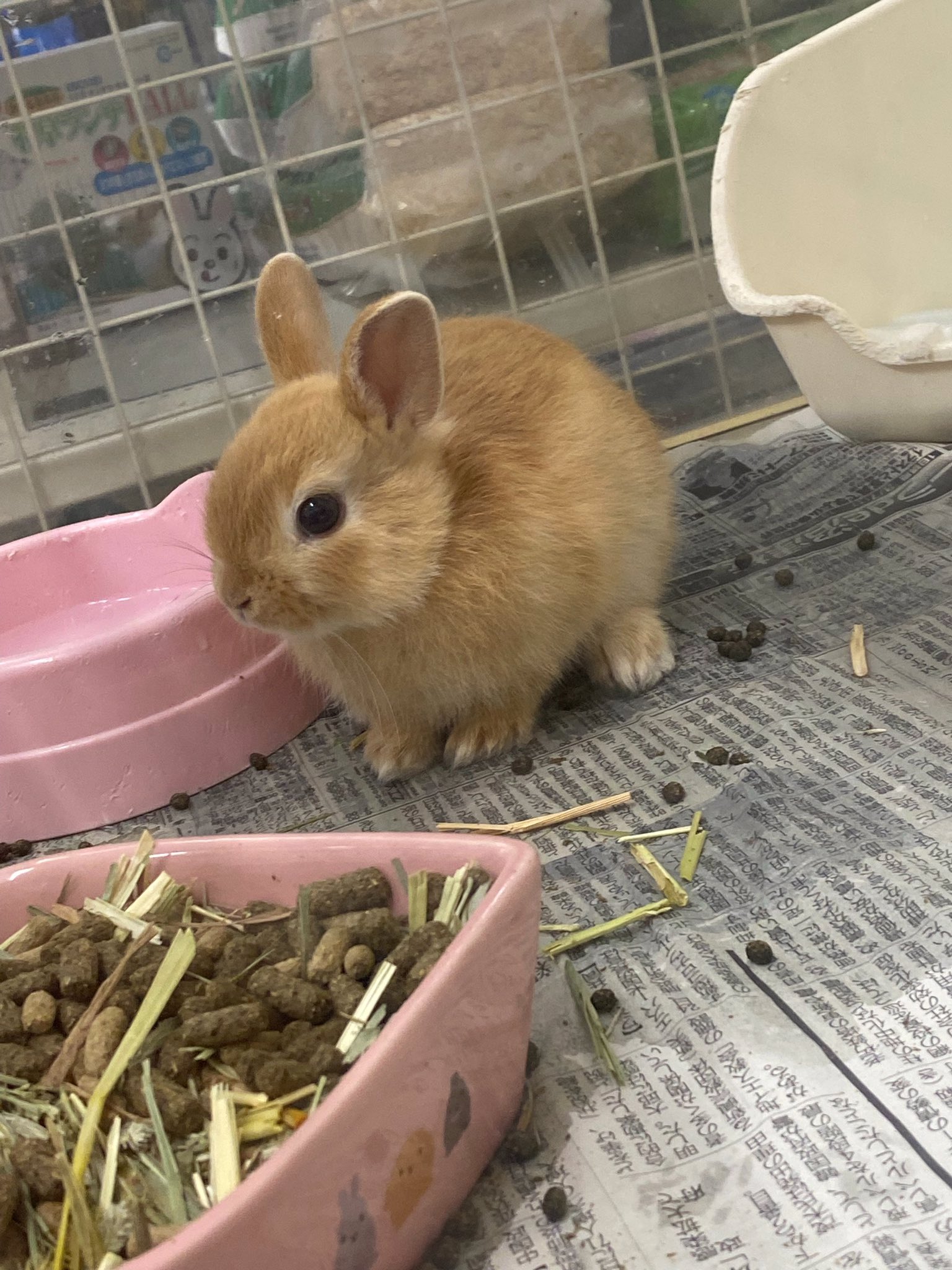 高瀬きり 今日もっちゃんのお友達を迎えます みみ山さん あだ名はみーくんです 一緒のネザーランドドワーフ オレンジと白が可愛い男の子です 仲良くなれるかな うさぎ ネザーランドドワーフ 車椅子 脊髄損傷 福祉 コロナ 自粛 高瀬きり