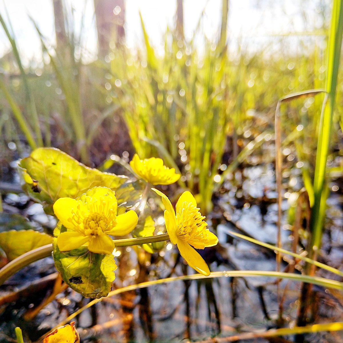 MT <a href="/WidgrenPasi/">Pasi Widgren</a>: There is something special about these spring mornings, biking to work. In #Lahti, #Finland.
