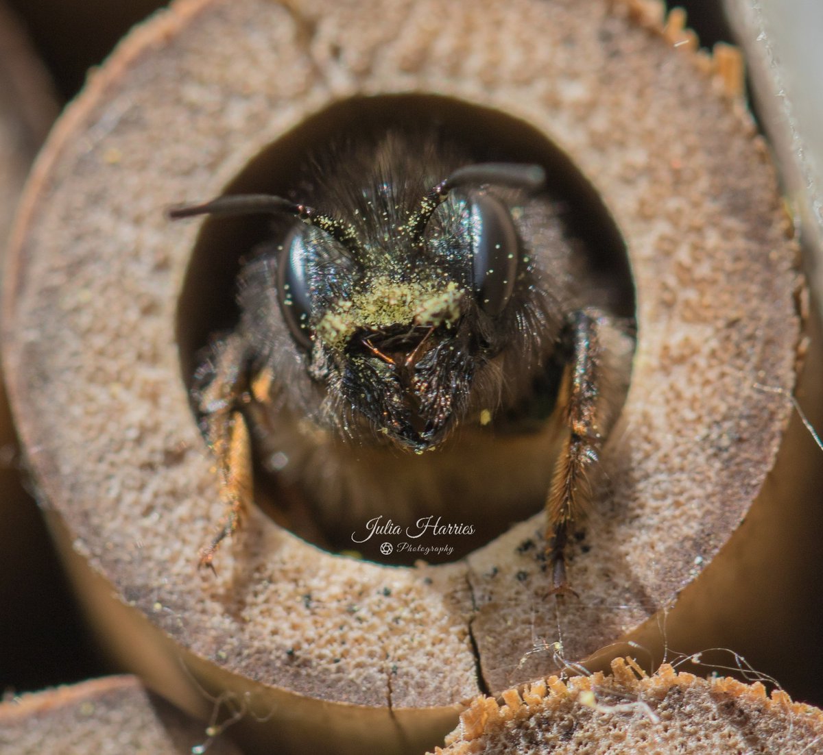 Solitary Bees building a nest in my bee hotel. Isolation has given them a little moustache problem 🐝
#masonbees #solitary #bees #NaturePhotography
#gardening #isolation #Wales