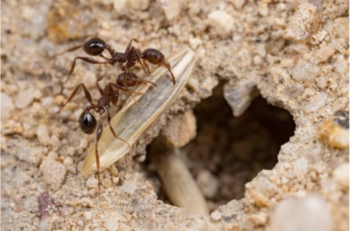 À Saint Martin de Crau, des fourmis pour dépolluer le sol. À découvrir ici .gouvernance.news/wp-content/upl…  <a href="/MaRegionSud/">Région Sud</a> <a href="/brunepoirson/">Brune Poirson</a>   . #environnement #pollution #biodiversité #ecologie #fourmis