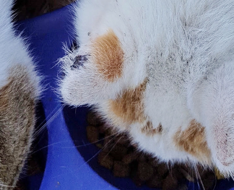 AllotmentCat tweet picture