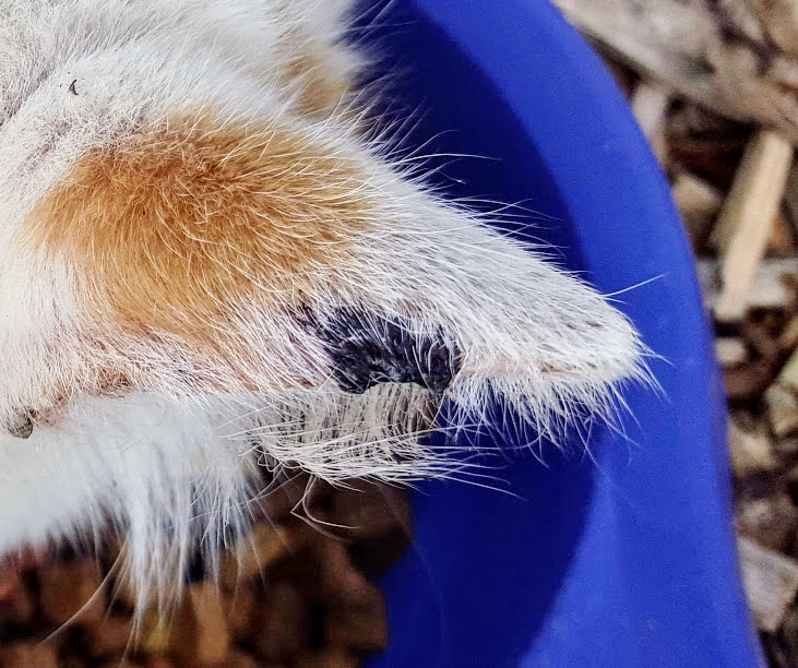 AllotmentCat tweet picture