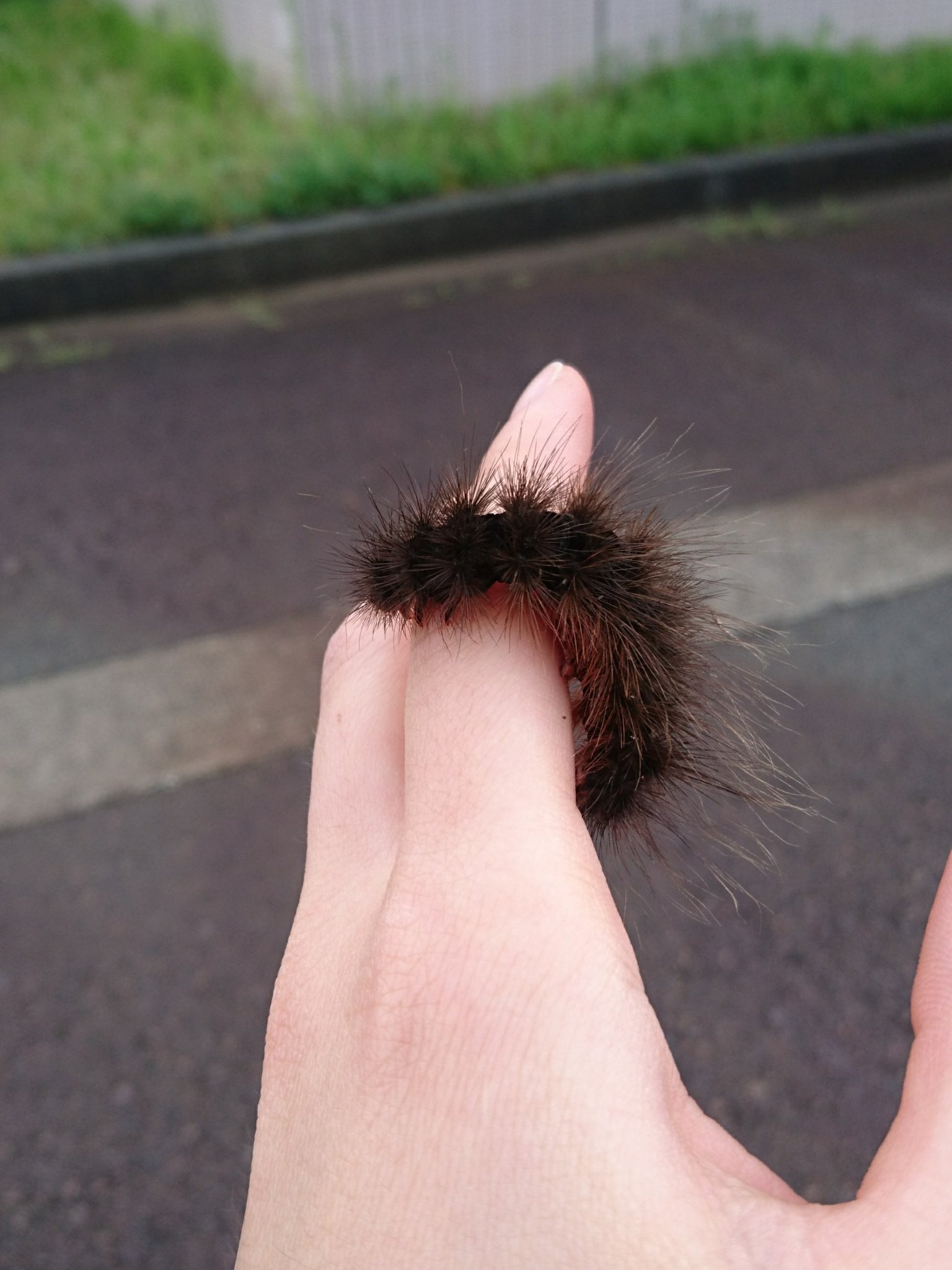 ふんわり雲 毛虫注意 この時期になると道路をうごうご横断する黒い毛虫はクマケムシちゃん ヒトリガの幼虫 時々大量発生して我々を困らせるアメシロの仲間だよ ふわふわで可愛い T Co Ybe2ymgevj Twitter