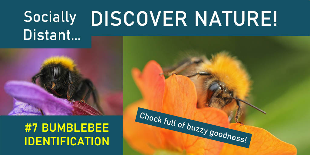 Eco Sapien | YouTube Channel (@eco_sapien) on Twitter photo Check out our latest XL <a href="/StNicksFields/">St Nicks #YorksGreenHeart</a> Socially Distant Discover Nature all about bumblebee ID: rb.gy/5es6jr Another shoutout to <a href="/StevenFalk1/">Steven Falk</a> and his amazing book, extremely useful for this ep! #sddiscover Check out our latest XL <a href="/StNicksFields/">St Nicks #YorksGreenHeart</a> Socially Distant Discover Nature all about bumblebee ID: rb.gy/5es6jr Another shoutout to <a href="/StevenFalk1/">Steven Falk</a> and his amazing book, extremely useful for this ep! #sddiscover