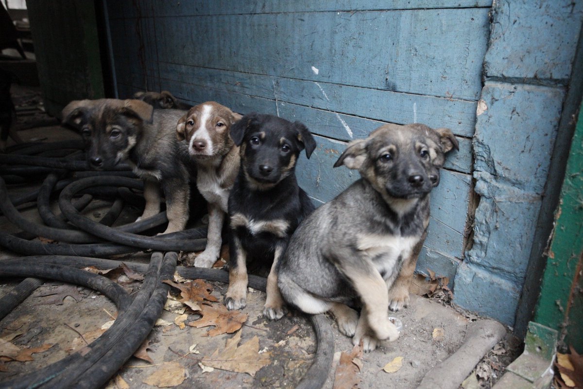 PETA_France's tweet photo. Chaque été, c’est la même rengaine : les refuges et leurs équipes font face à l'arrivée sans cesse d'animaux abandonnés jour après jour, heure après heure... 💔
#AdoptezNachetezPas 

Agissez contre la marchandisation des animaux ➡️ https://t.co/imHZlONpXi https://t.co/4aFvgxpuSE