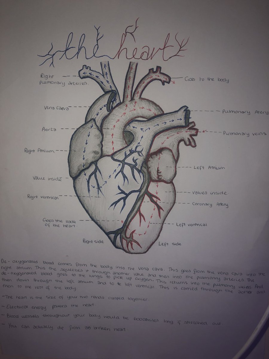 CongletonHS's tweet photo. Mrs Fitzsimmons was delighted to receive this wonderful piece of @CHSSciences work from Year 9 Grace M as part of her Human Body project. Both the diagram and the supporting text showed a great deal of detail and hard work. #AchievingSuccessTogether https://t.co/Fc0LKI2LS2