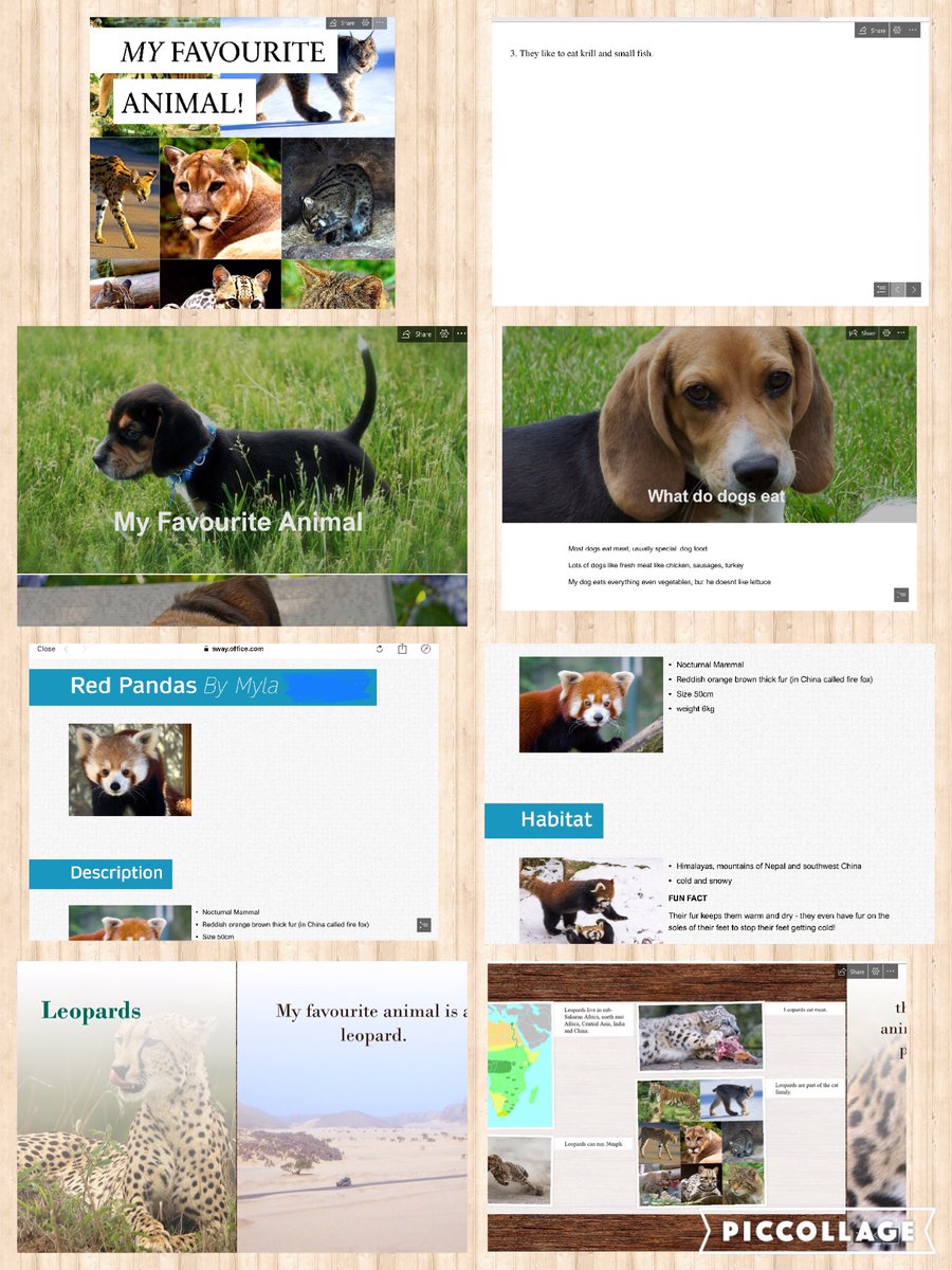 Dosbarth3's tweet photo. We created Sways last week of our favourite animals. I loved seeing everyone experiment and learn more about Sway especially with the different layouts and interesting fonts. π©πΌβπ¬π¨πΌβπ¬ #hwb #ERWStaySafeStayLearning #sway https://t.co/gWfpHRlk4m