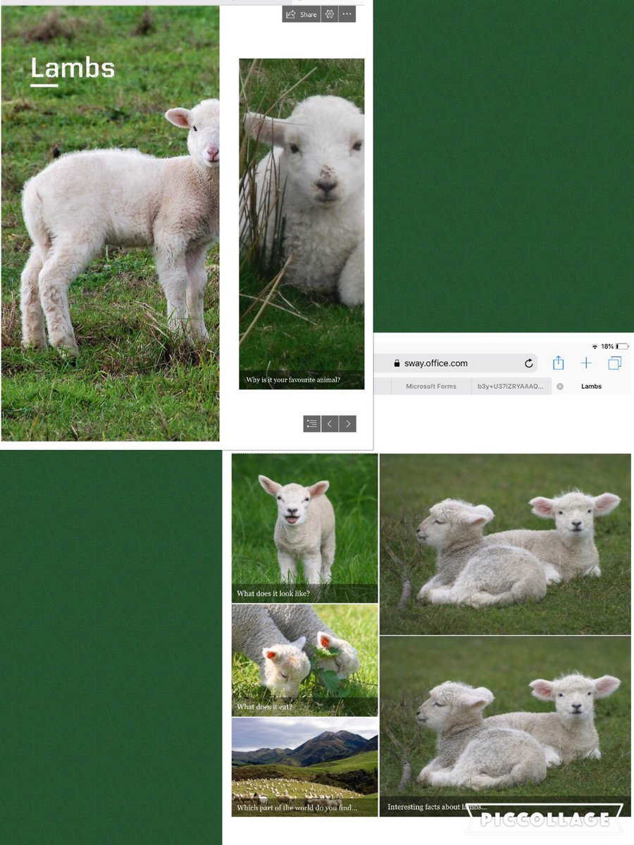 Dosbarth3's tweet photo. We created Sways last week of our favourite animals. I loved seeing everyone experiment and learn more about Sway especially with the different layouts and interesting fonts. π©πΌβπ¬π¨πΌβπ¬ #hwb #ERWStaySafeStayLearning #sway https://t.co/gWfpHRlk4m