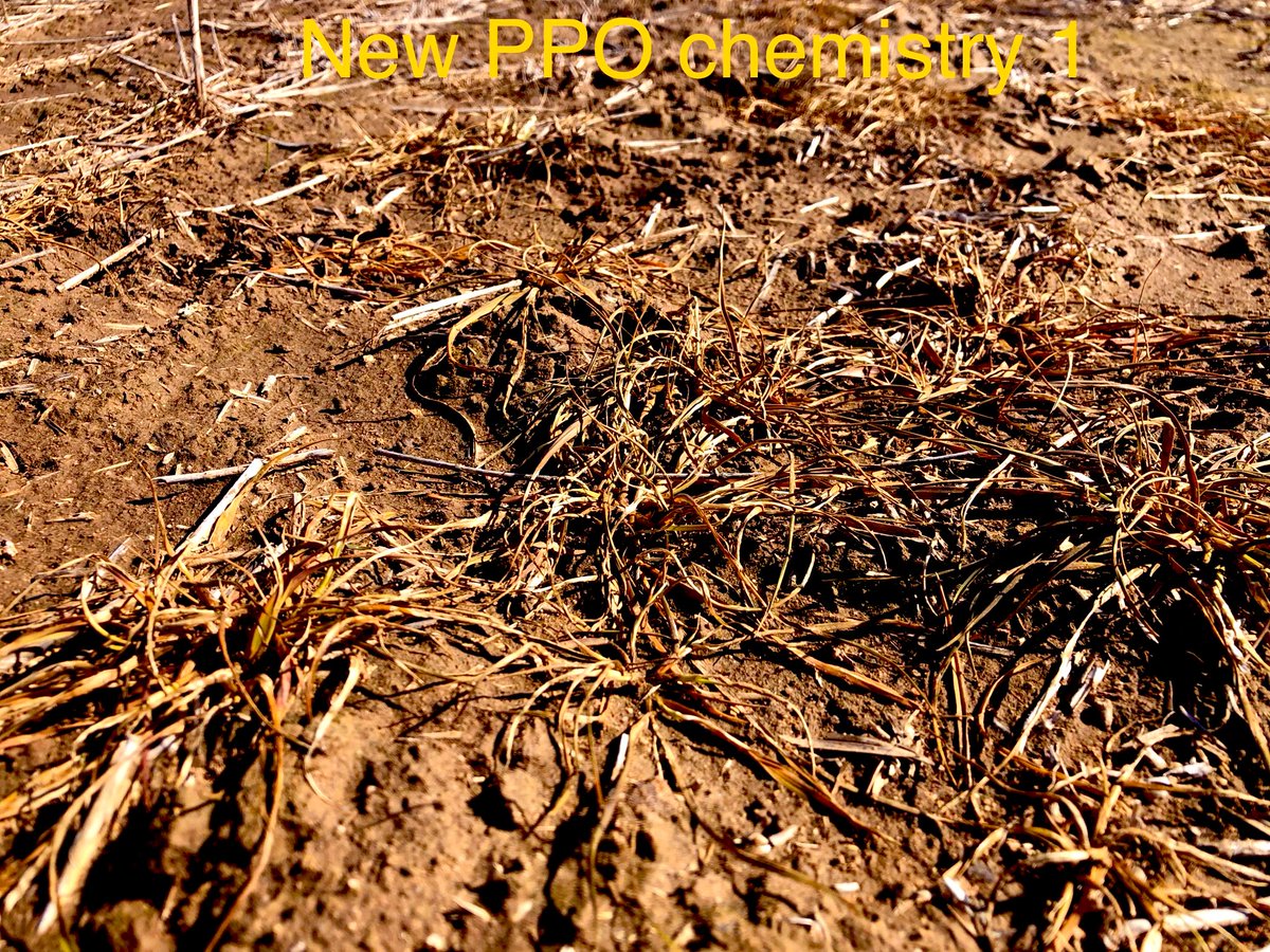 Gly resistance trial really showing up differences now. Gly resistance in lab now showing. Won’t name or shame products but worth investigating adjuvants for harder to kill situations.  Low level resistance can still be controlled with gly  - Double knock paraquat wise idea 👍