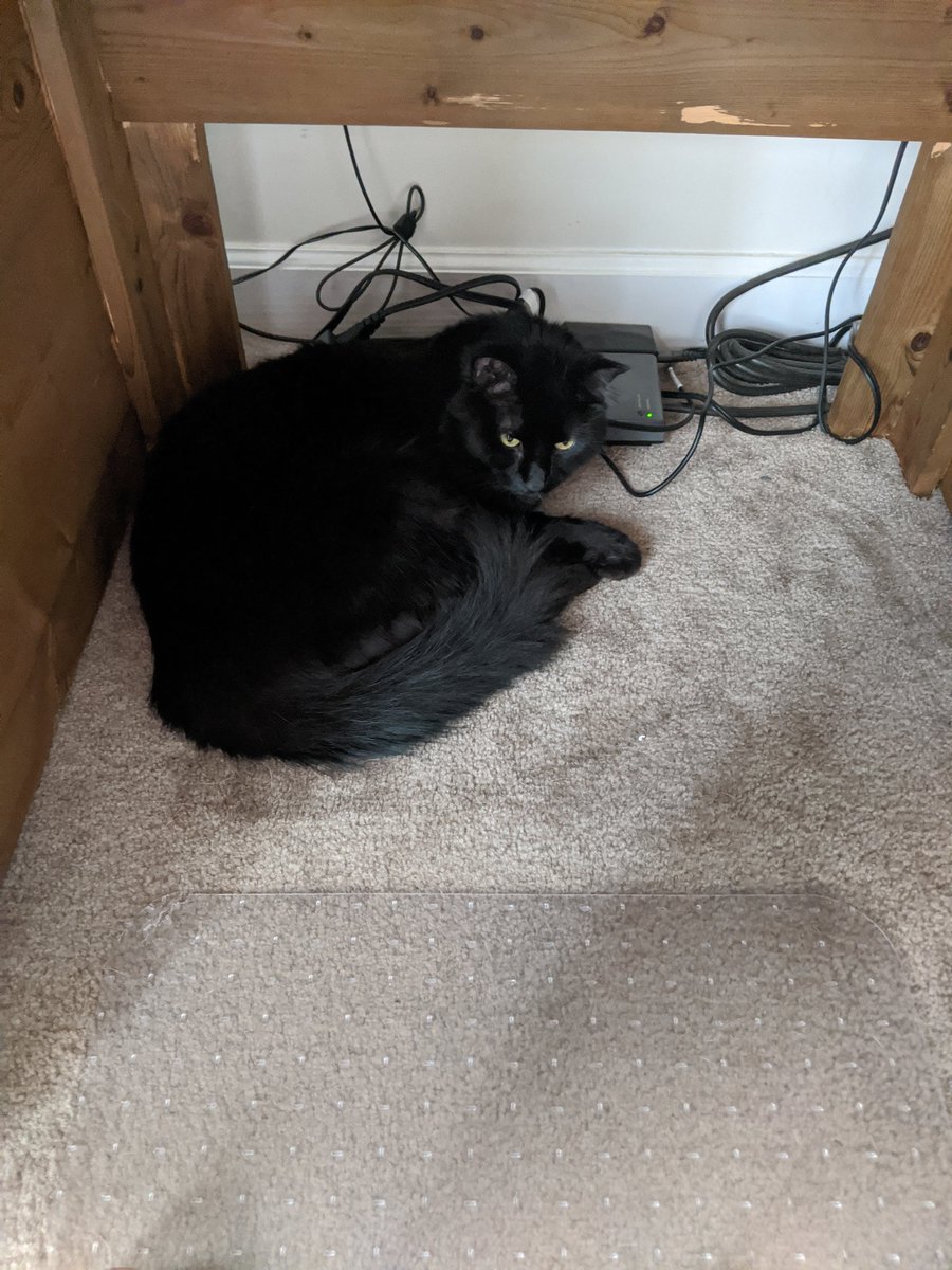 AmandaMcCurdy26's tweet photo. My work space and helper😂
#pweaquaranteacher
#enterpriserockets https://t.co/b9L339wLpG