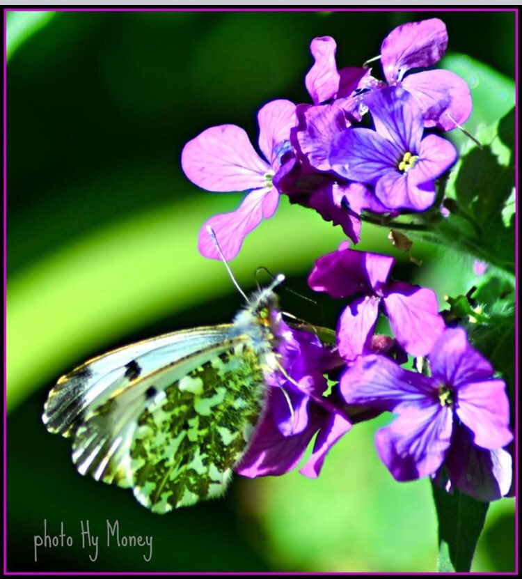 What is this life so full of care we have no time to stand and stare ... at the small things in front of us and find beauty and marvel in its perfection. ⁦<a href="/hymoney/">hy money</a>⁩ ⁦@nature⁩ ⁦<a href="/welcomet0nature/">Welcome To Nature</a>⁩ ⁦<a href="/britbutterflies/">THIS ACCOUNT IS CLOSED 🦋</a>⁩ ⁦<a href="/TheMontyDon/">Monty Don</a>⁩ photo Hy Money