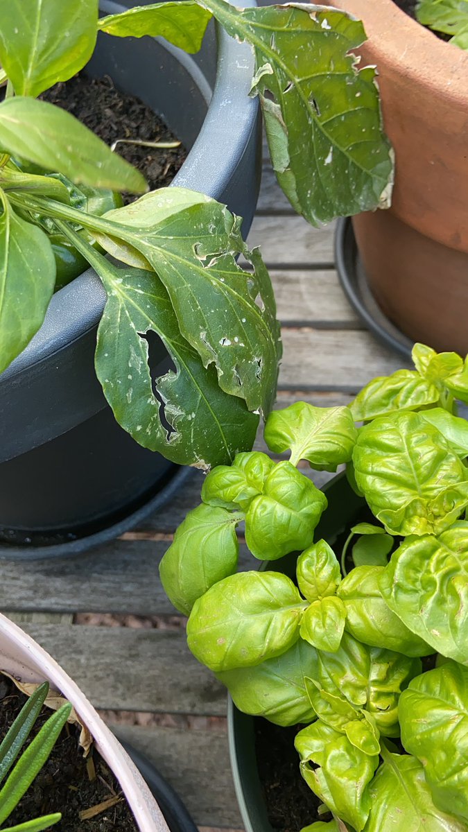 Veel van mijn moestuin planten zien er zo uit.. Dit is bijvoorbeeld mijn paprika plant.. Iemand die weet hoe ik dit kan oplossen?