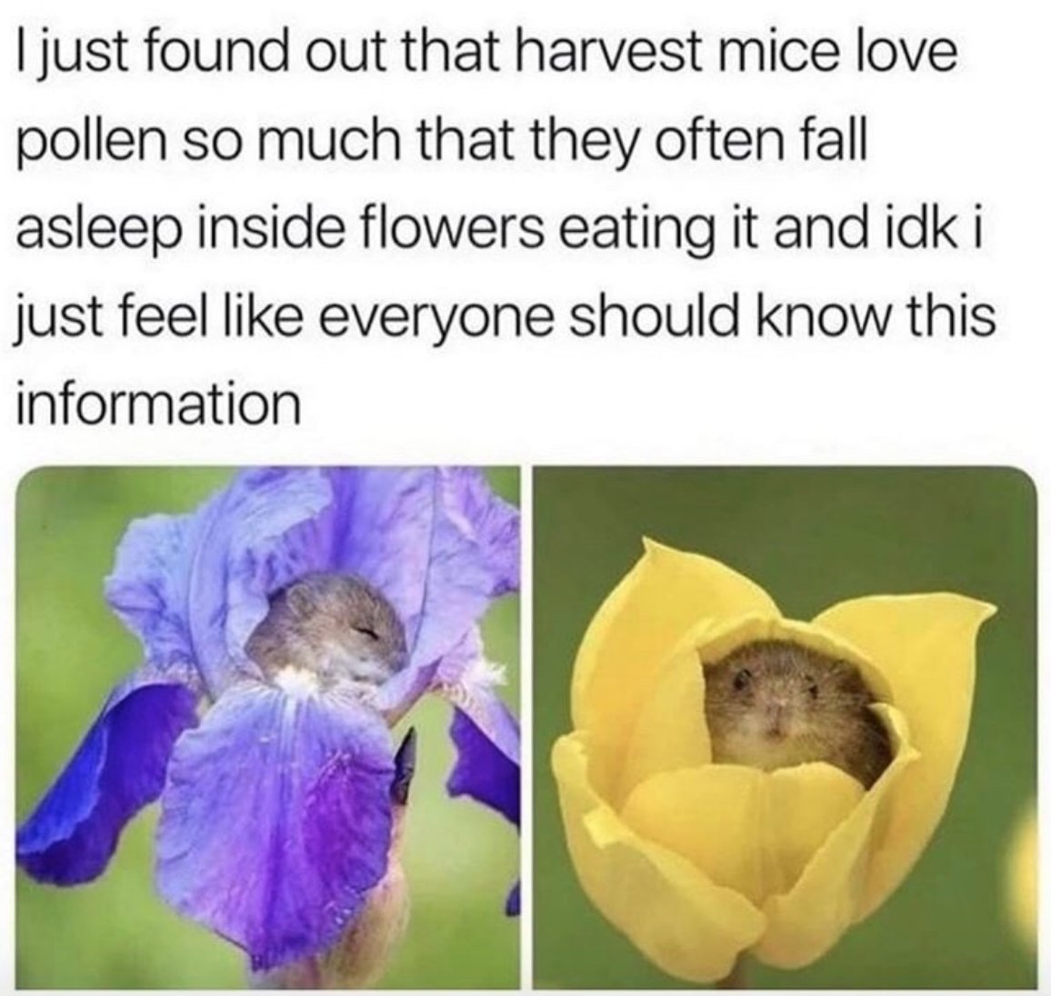 womenshumor's tweet photo. TOO MUCH CUTENESS https://t.co/wuQwlmiUo1