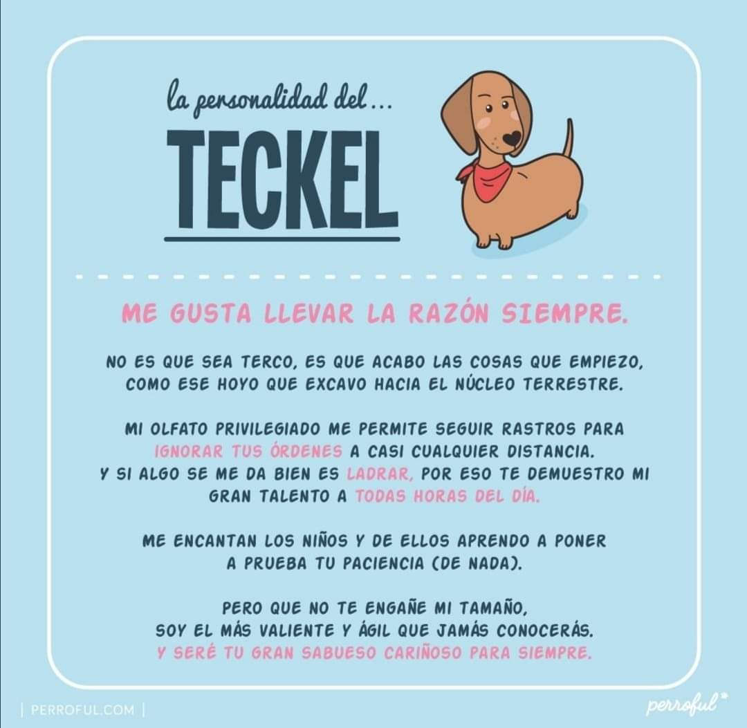 Animales3cero's tweet photo. #teckel #perros #mascotas #pets #animales3cero #personalidad https://t.co/J6Rq8XDCNL