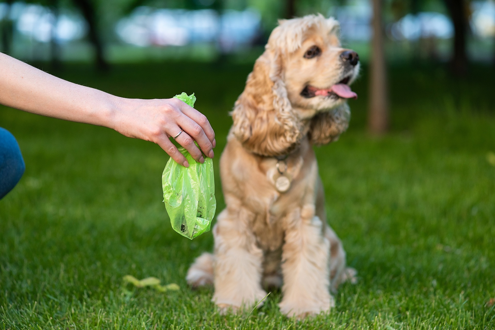 Can You Put Dog Poo In Your Black Bin
