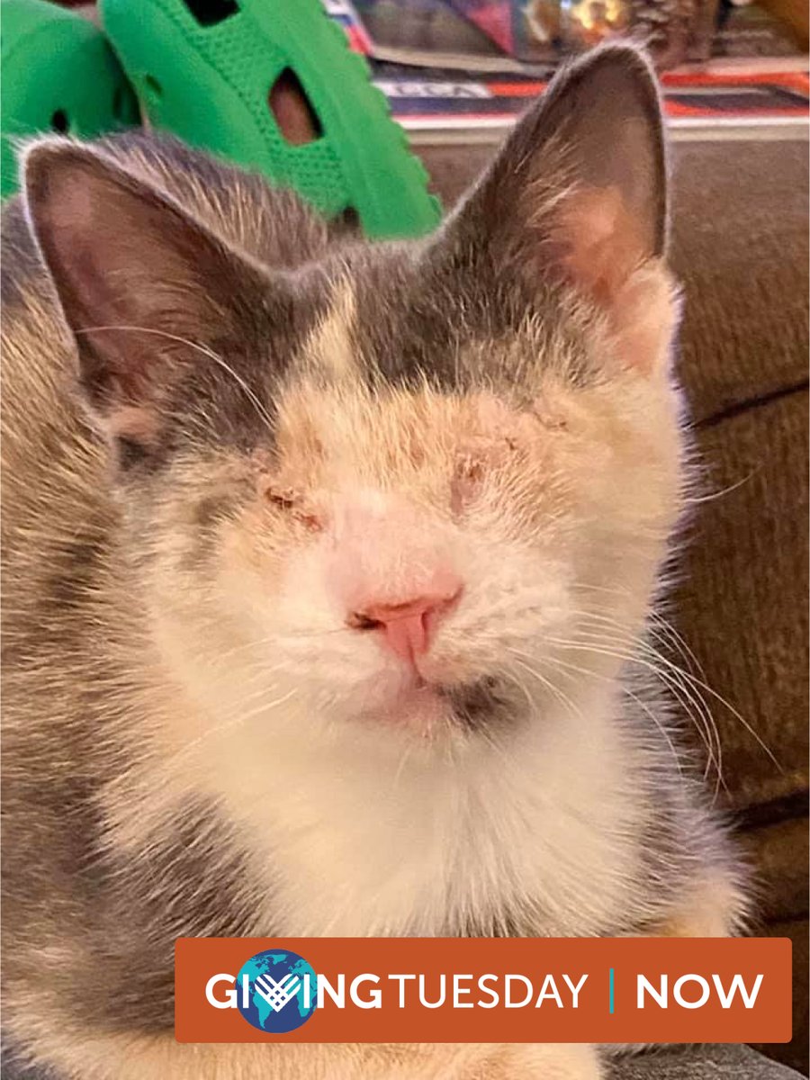 #GivingTuesdayNow Little Moo Moo was born with painful eye deformities that eventually caused her to lose her eyes. But she never lost her joyful spirit and has been the sweetest kitten. Donations Doubled now! secure.qgiv.com/event/now/