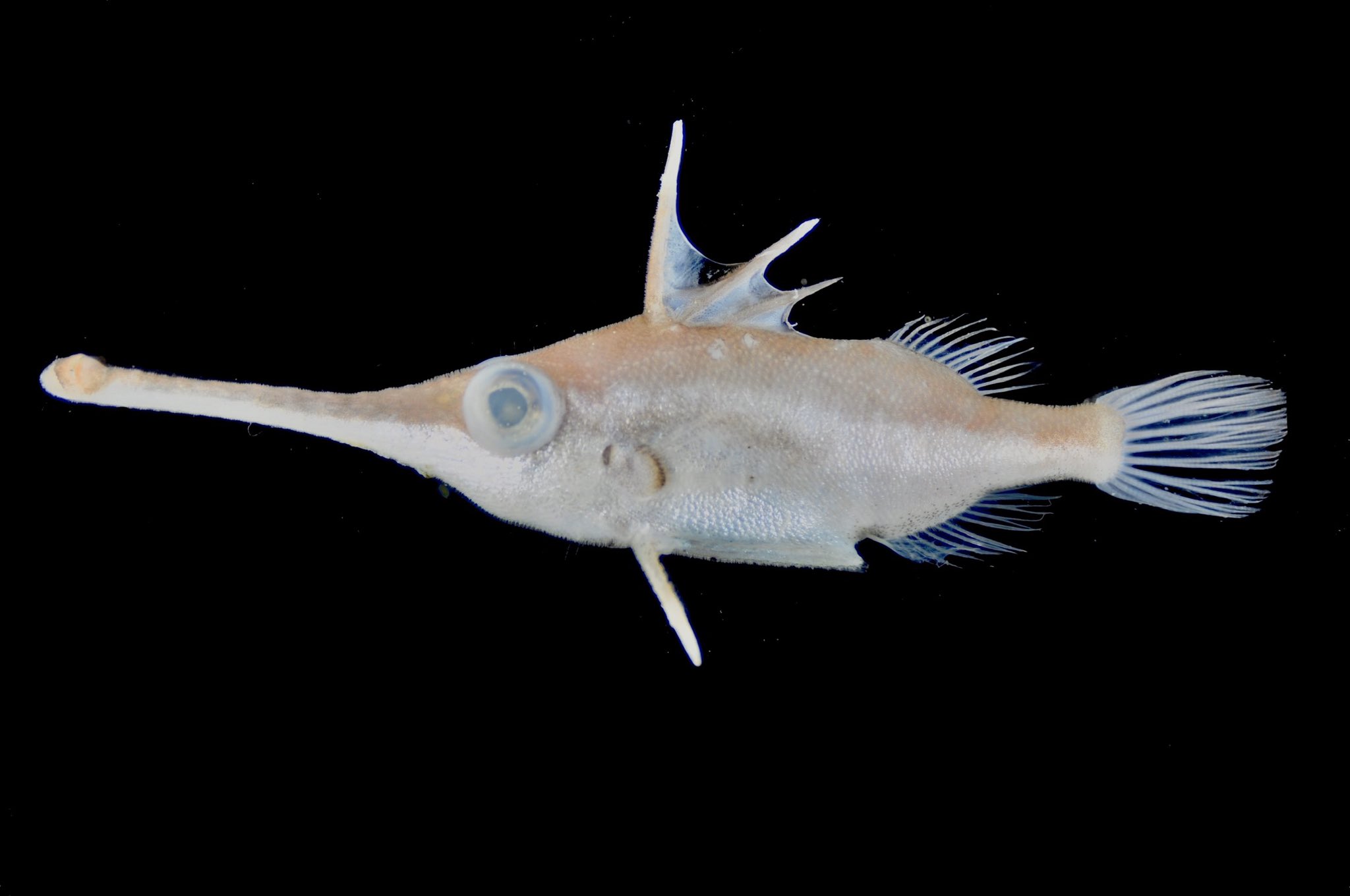 تويتر Sorari على تويتر お腹の白い部分に通る一筋の赤い線が最高にツボな魚です 通じない気しかしませんね ちなみにこの見た目でもフグの仲間ですよ フエカワムキという魚です T Co Ei25mqzyvr