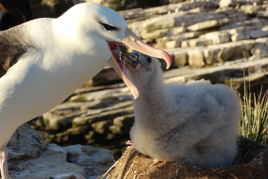 NordesteEco's tweet photo. Obra inédita destaca reabilitação de albatrozes e petréis | Foto: Dimas Gianuca
Leia: https://t.co/M8bkGx05np
#albatrozes #AssociaçãoR3Animal #avesmarinhas #Cemave #InstitutoAlbatroz #Ipram #Iema #petréis #Petrobras #Procellariiformes #ProjetoAlbatroz #ProjetoAvesAmar https://t.co/C5QcgYGxXK