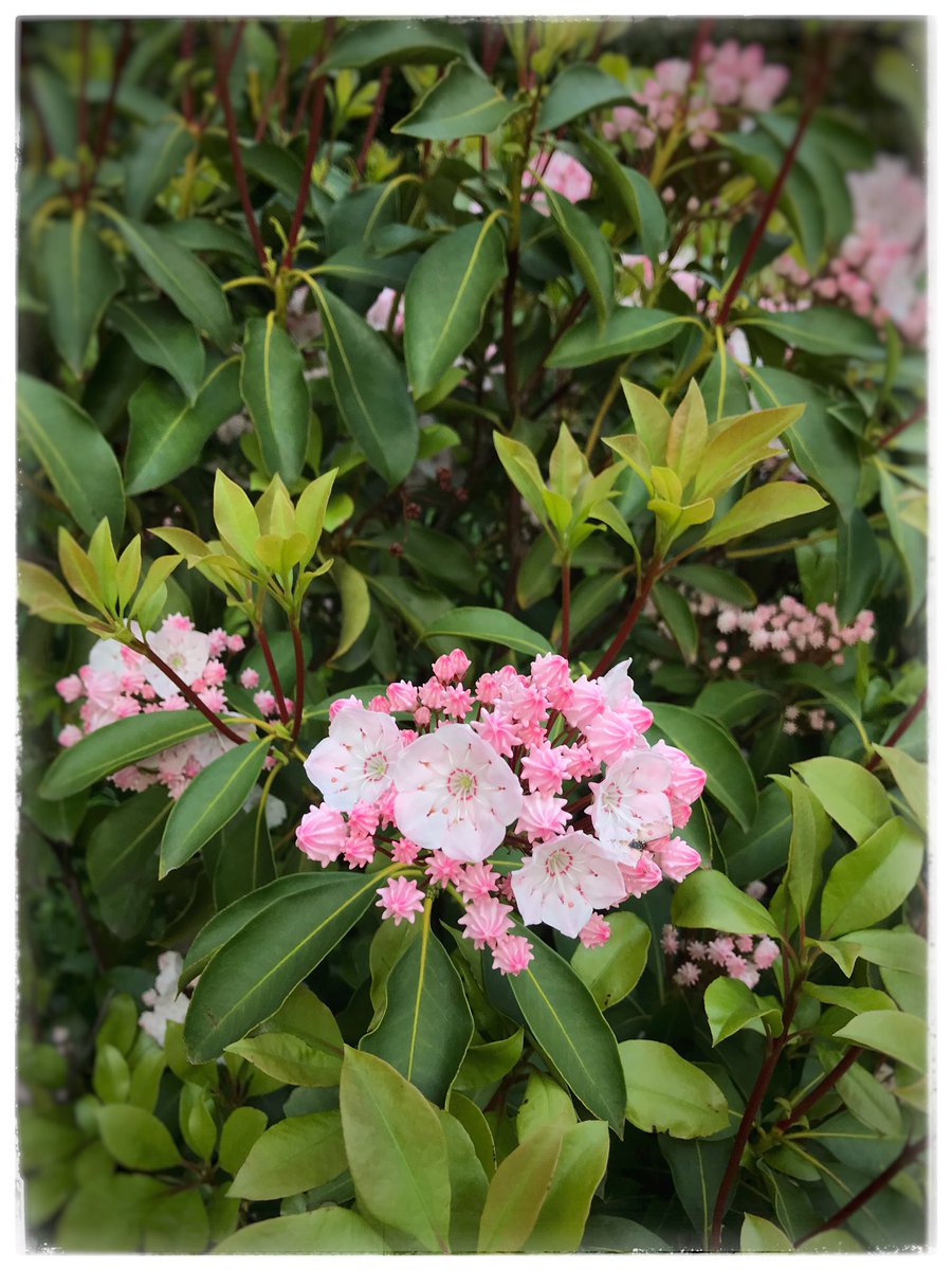 クラフト キリコ ご近所さん見つけたまるで蕾が金平糖の様開いた花も愛らしい 金平糖の様な花 で検索したら出てきました カルミア アメリカシャクナゲ なそうな 葉は似ているけれどシャクナゲとは感じません ゚ ゚ W ゚ ゚ 金平糖の様な花 カルミア クラフト キリコ ご近所さん見つけたまるで蕾が金平糖の様開いた花も愛らしい 金平糖の様な花 で検索したら出てきました カルミア アメリカシャクナゲ なそうな 葉は似ているけれどシャクナゲとは感じません ゚ ゚ W ゚ ゚ 金平糖の様な花 カルミア