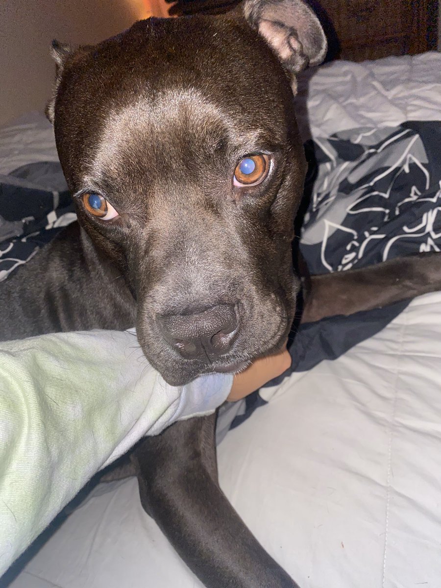 annaaisabella's tweet photo. this is brutus, show him some love https://t.co/YcOLYnJwBg