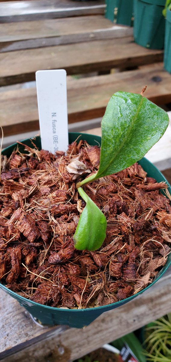 ラシクサク N Fusca 季節の変わり目はトラブル続出 フスカはもともと調子悪かったけど 冬の方がネペンテスは管理が簡単と思う