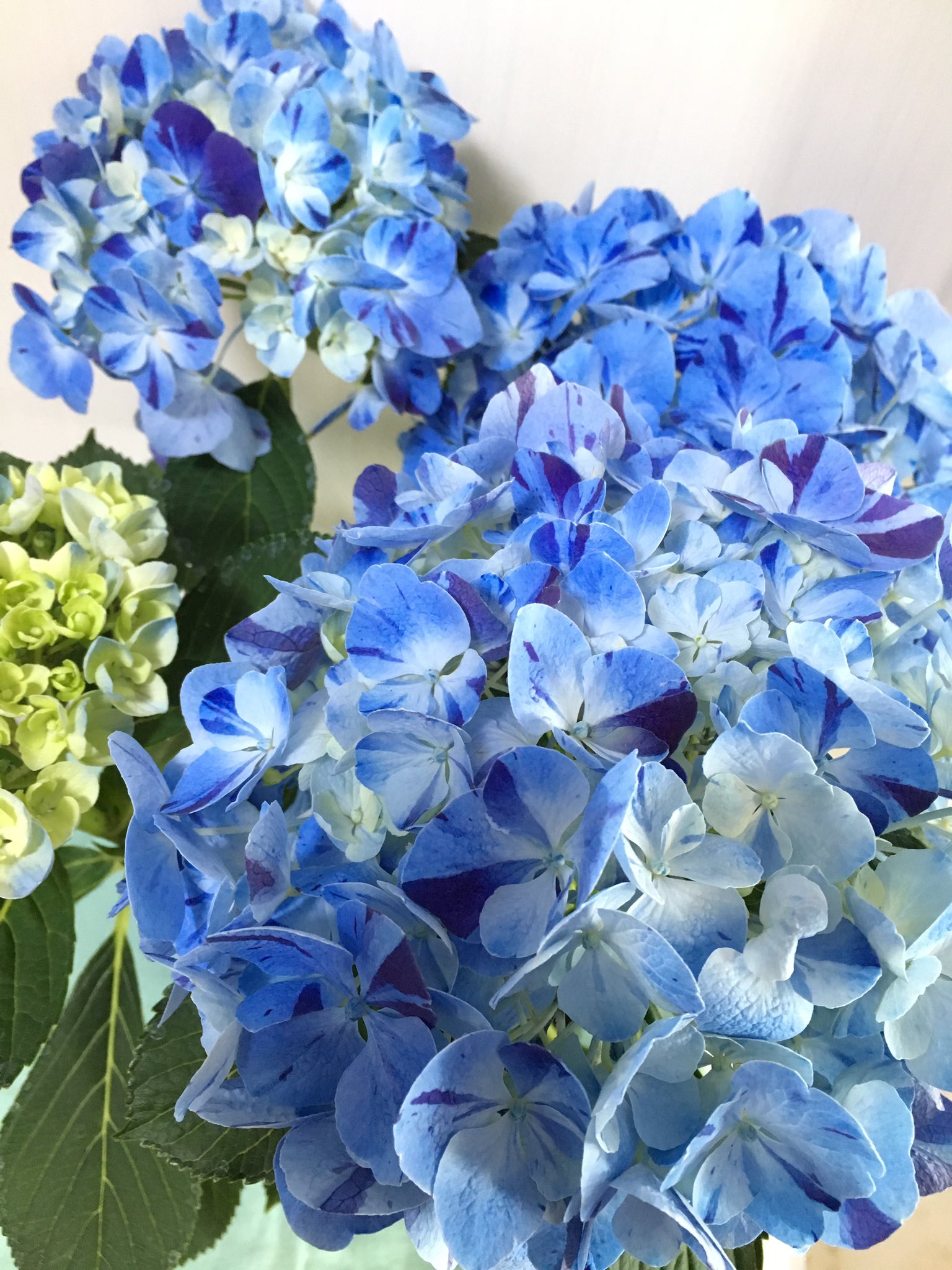 ｃｉｅｌ ａｌｅｎｃｏｎ シエル 紫陽花 水色の恋 舞姫ブルー 今年は気温高いから開花が早すぎる 園芸 ガーデニング 紫陽花 T Co F6akghwyeg Twitter